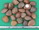 Polished Pebble Stones,Red Cobble Stones,Red River Stones,Cobble River Pebbles,Landscaping Pebbles supplier